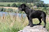 STAFFIE 217